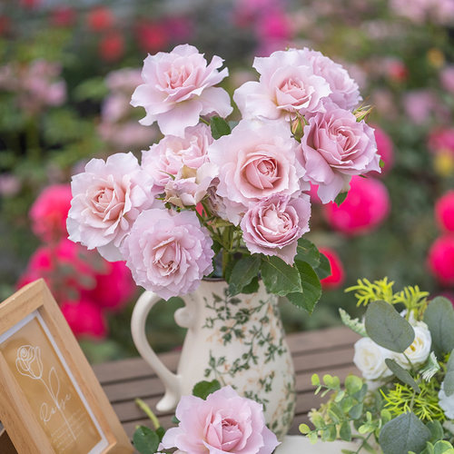 【直播福袋专享】五十弦1.2升盆