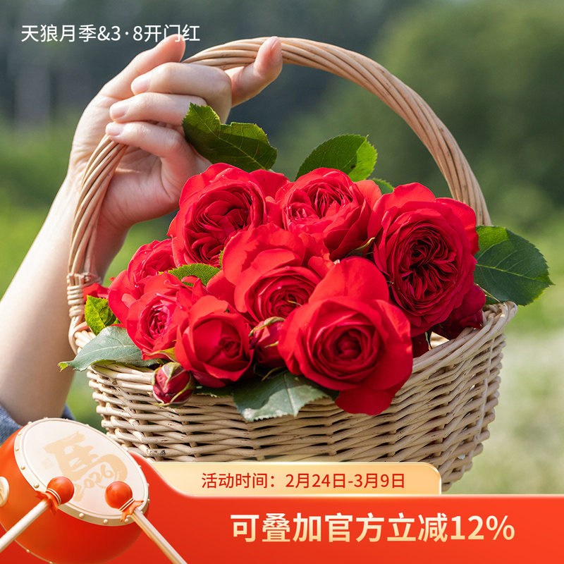 天狼微型丰花月季合集新手易养护阳台露台四季可种盆栽花卉苗