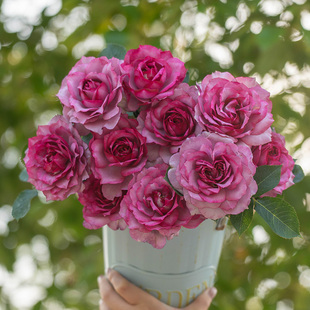 天狼月季点红梅庭院灌木多季节自育大花浓香观赏性盆栽花卉苗