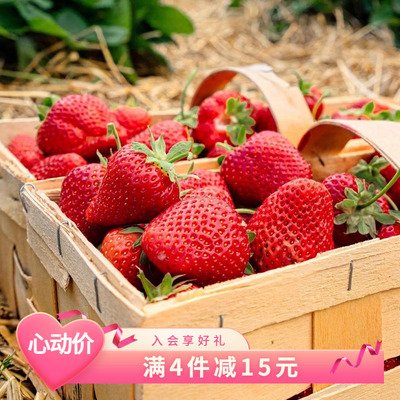 天狼 草莓苗120#盆可食用奶油草莓秧苗易养易种植家庭园艺果苗