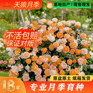 天狼月季 开花 1.2L盆栽苗庭院阳台新手易养植物玫瑰花苗多季