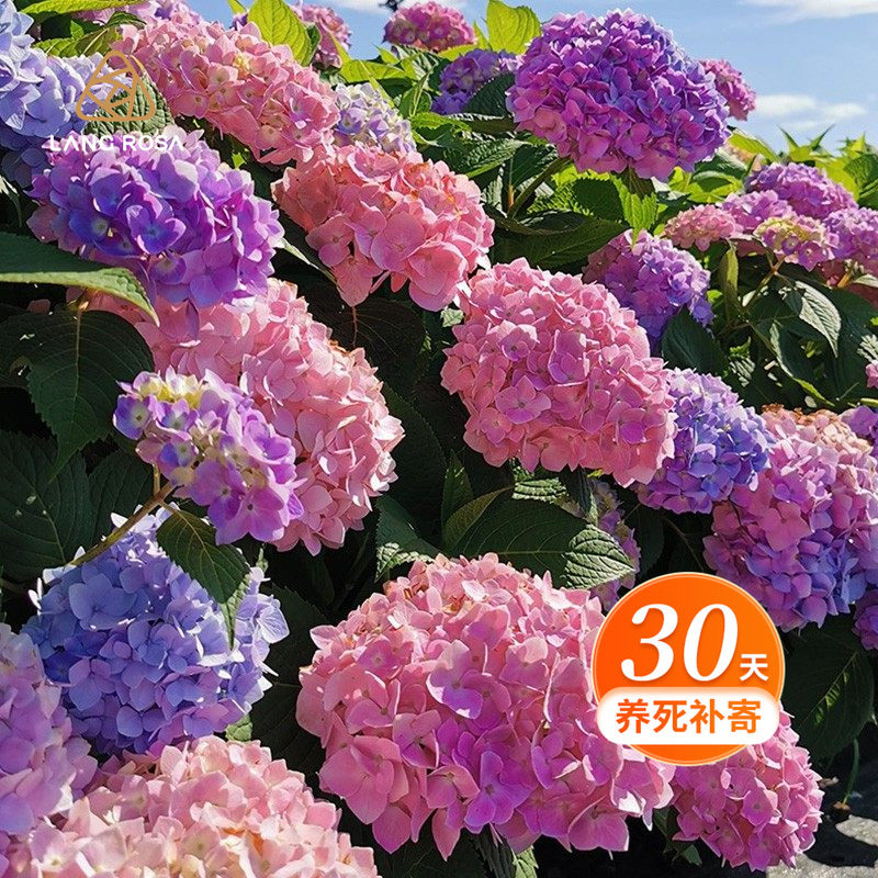天狼绣球室外庭院花园阳台直立大花花卉盆栽苗无尽夏万华镜有松,鲜花速递/花卉仿真/绿植园艺,绣球/木绣球/木本植物,淘宝优惠券,粉丝福利购,淘宝优惠卷