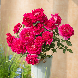 【直播福袋专享】天方夜谭1.2升盆