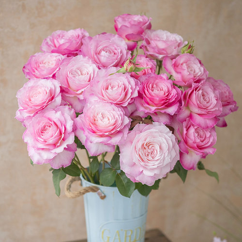 【杏苑雪晴】天狼月季  自育多季开浓香大花丰花灌木花园庭院露台