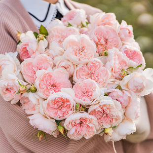 【直播福袋专享】家书1.2升盆