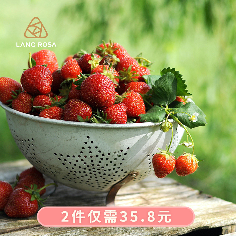 天狼 草莓苗170#盆四季可食用新手易养易种植四季盆栽果苗