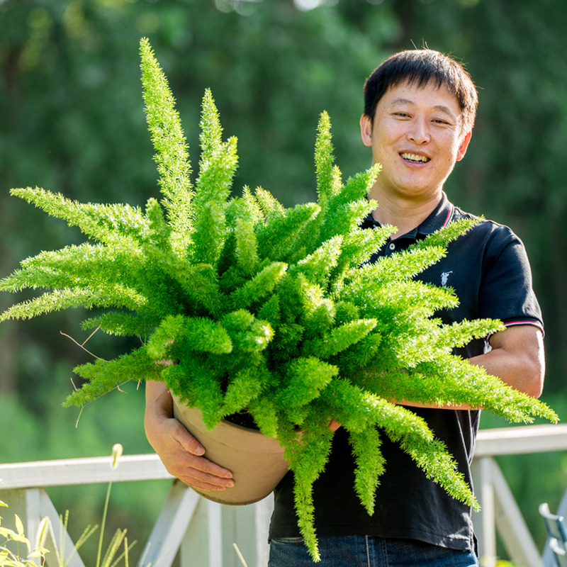 天狼多年生阳台常绿狐尾天门冬