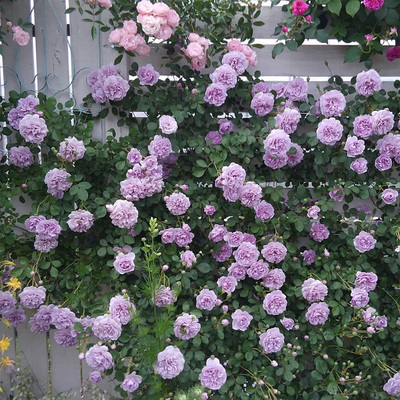 天狼月季蓝色阴雨花园攀援藤本型花量大观赏性花卉盆栽苗新手推荐