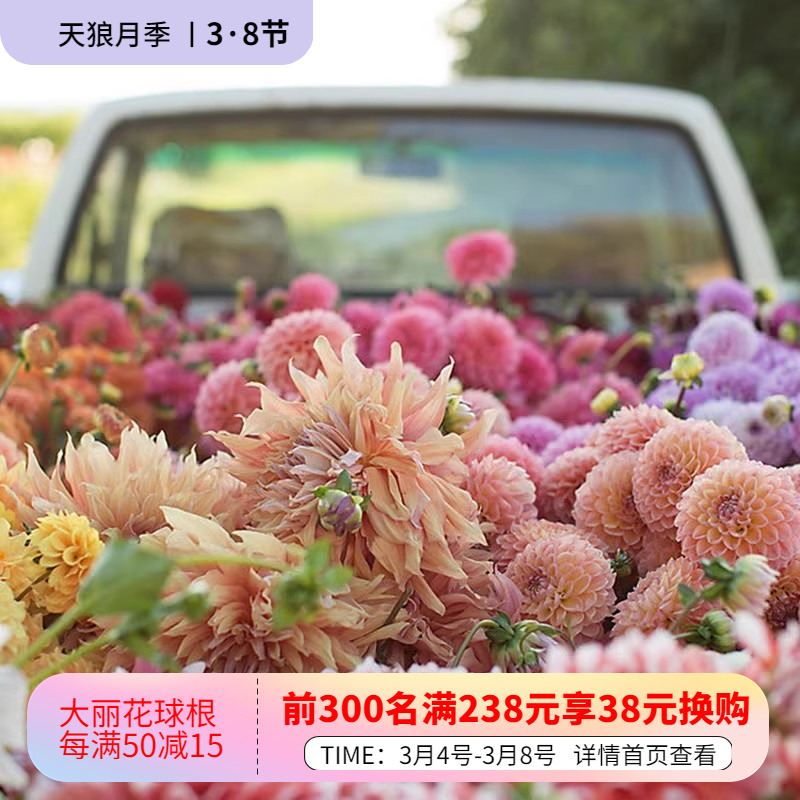 【大丽花种球预计3月发】天狼进口种球花卉庭院露台盆栽地栽易养