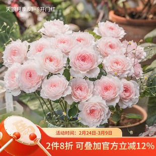 天狼月季非自育1.2升庭院阳台玫瑰苗丰花好养浓香带盆栽春季灌木