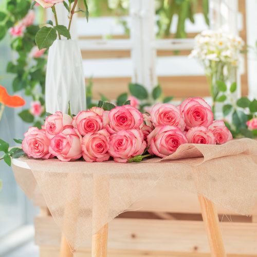 【爱莎】天狼月季阳台灌木淡香多季开花观赏性花卉盆栽苗新手推荐 - 封面