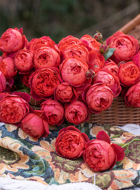 天狼月季朱砂碗庭院灌木多季节自育红色丰花观赏性盆栽苗新手推荐