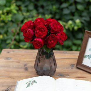 天狼月季茶花女庭院灌木耐热直立性大花观赏玫瑰花卉盆栽新手推荐