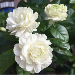 天狼茉莉花虎头宝珠茉莉室内浓香净化空气观赏性植物室内盆栽绿植