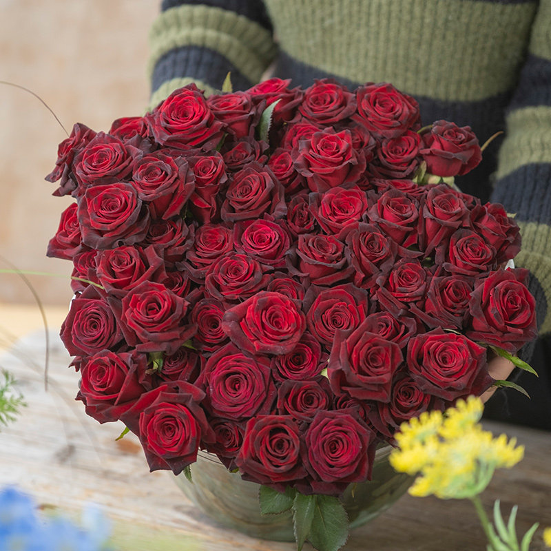 天狼月季黑巴克花园灌木切花多季节观赏性玫瑰花卉盆栽苗新手推荐,鲜花速递/花卉仿真/绿植园艺,月季/蔷薇/玫瑰,淘宝优惠券,粉丝福利购,淘宝优惠卷