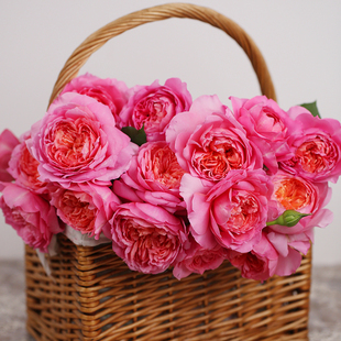 天狼月季桃染露台开张直立型花量大易养护观赏性花卉盆栽新手推荐