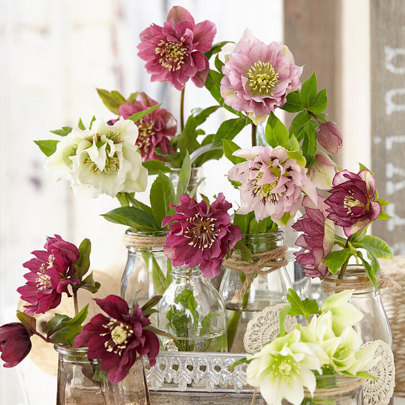 天狼铁筷子圣诞玫瑰耐寒植物冬春季稀有花卉盆栽,鲜花速递/花卉仿真/绿植园艺,时令草本花卉,淘宝优惠券,粉丝福利购,淘宝优惠卷