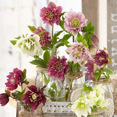 天狼预售圣诞玫瑰春季稀有铁筷子