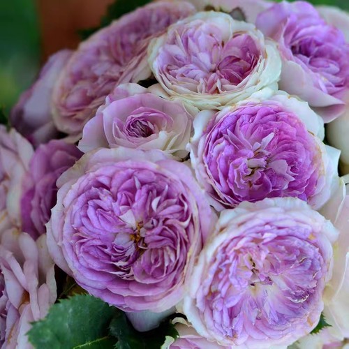 天狼月季玫瑰蓝紫色花灌木日系