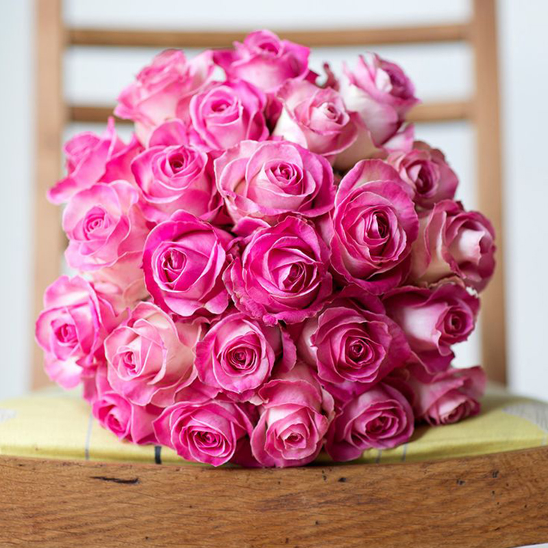 天狼月季糖果雪山观赏性玫瑰植物