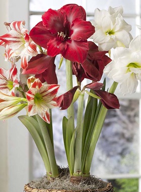 天狼朱顶红种球进口国产多年生球根盆栽地栽新手易养护家庭园艺