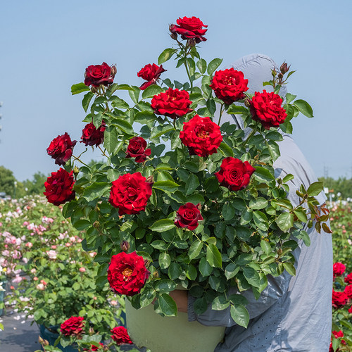 【四时锦】天狼月季自育大花庭院花园易养护观赏性植物花卉盆栽苗