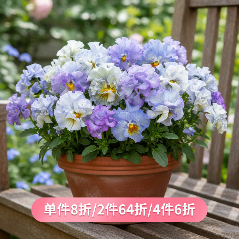 天狼角堇苗盆栽冬季开花容易爆盆多年生新手阳台冬春草本花卉花