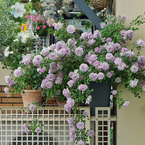 天狼月季蓝色阴雨藤本观赏花卉