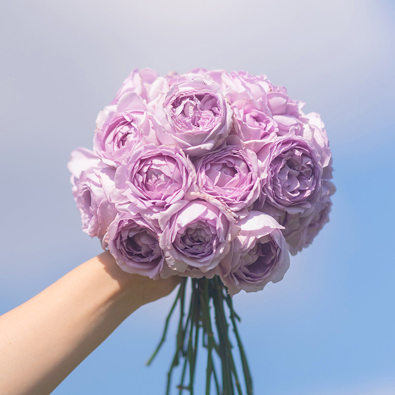 天狼月季隐隐青花园灌木新手易养护丰花勤花玫瑰花卉盆栽新手推荐,鲜花速递/花卉仿真/绿植园艺,月季/蔷薇/玫瑰,淘宝优惠券,粉丝福利购,淘宝优惠卷