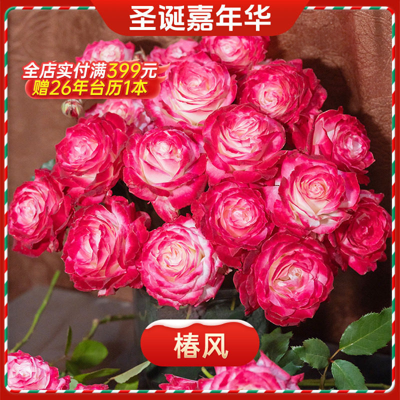 【圣诞嘉年华】天狼月季裸根苗冬季限定庭院露台好养多季开花植物