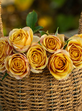 天狼月季 松之梦 多季开花复古大花杂交茶香月季