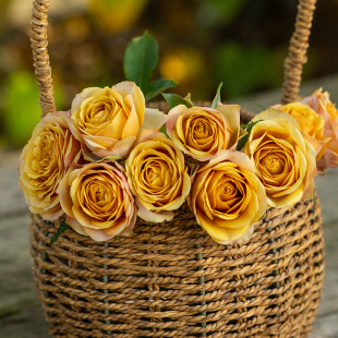 天狼月季 多季 开花复古大花杂交茶香月季 松之梦