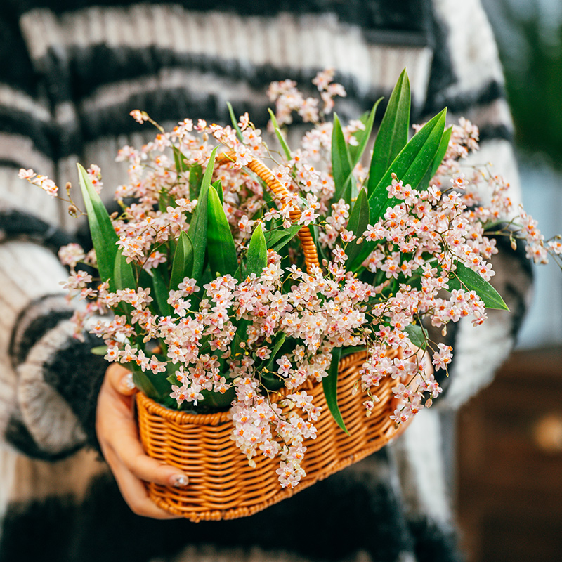 天狼 梦香系列文心兰盆栽室内带花剑奶油香观花植物花卉