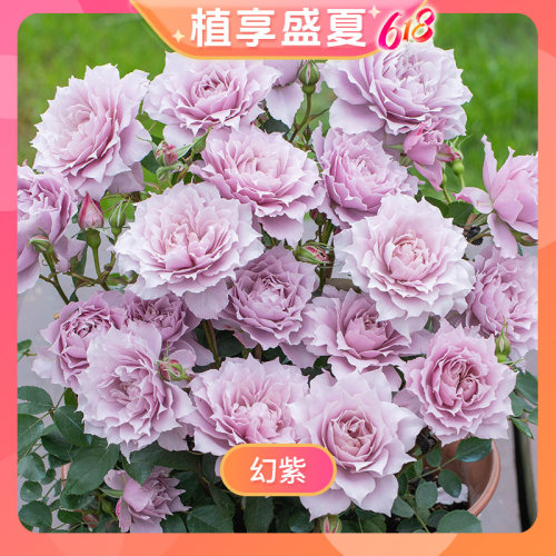 【花绽-幻紫】天狼月季1.2升盆自育耐热丰花植物玫瑰花卉盆栽苗