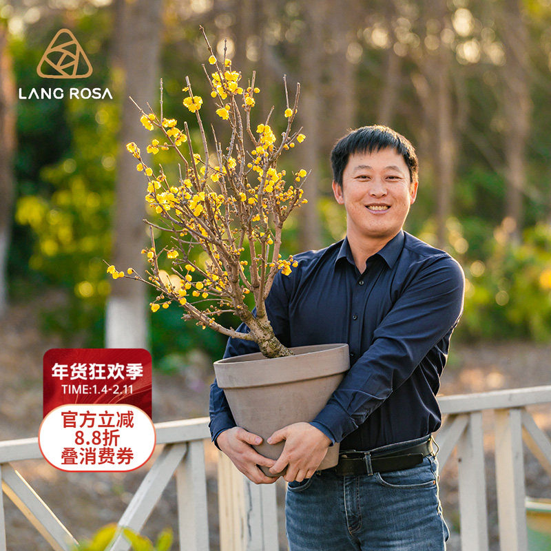 天狼 腊梅 新手易养护花香浓郁室外庭院花园盆栽耐寒木本花卉,鲜花速递/花卉仿真/绿植园艺,绣球/木绣球/木本植物,淘宝优惠券,粉丝福利购,淘宝优惠卷