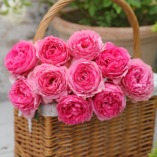 天狼月季冬季限定裸根苗易养护庭院阳台观赏性植物玫瑰花卉多季开