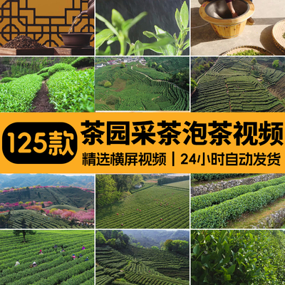茶园采茶倒茶喝茶艺文化茶农茶叶泡茶实拍航拍风景宣传短视频素材