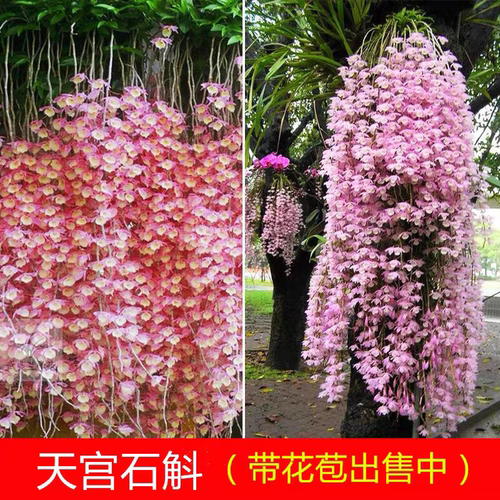天宫石斛带花苞铁皮室内阳台绿植