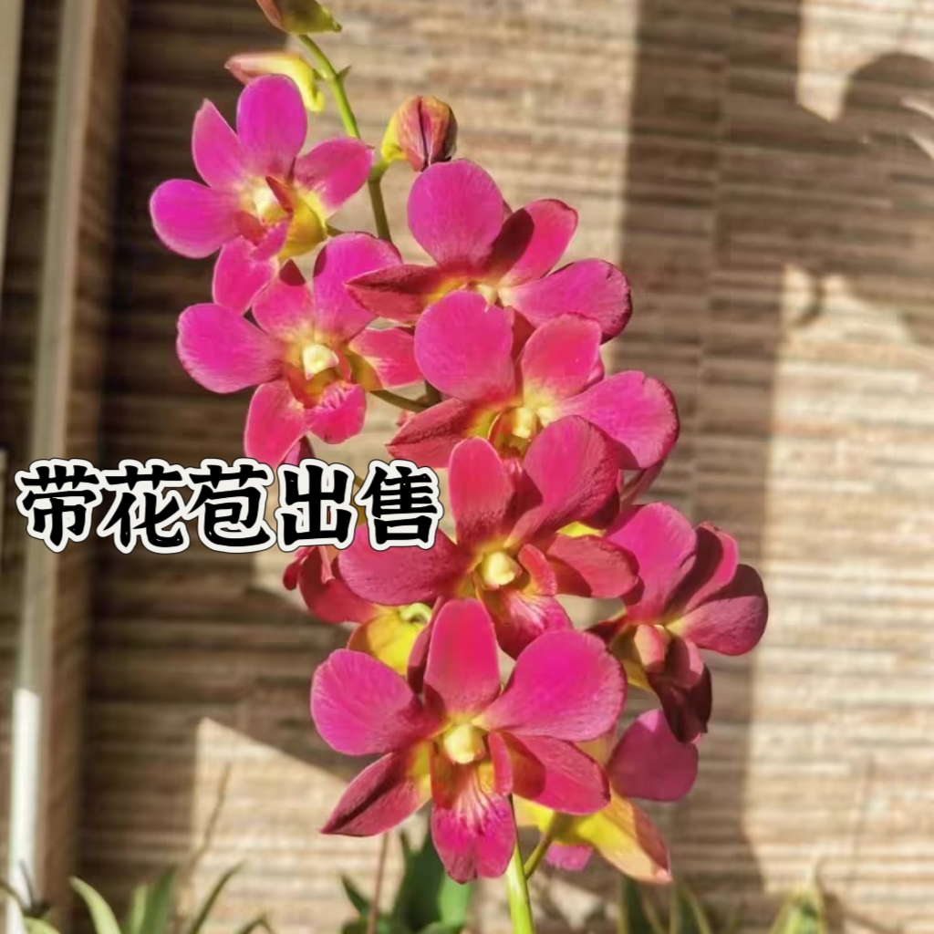 秋石斛带花苞特价清仓大花浓香大苗原杯石斛兰洋兰基地盆栽花卉