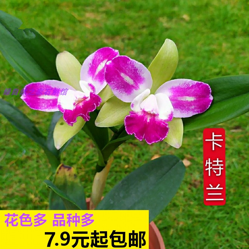 卡特兰绿精灵兰花洋兰带花苞蝴蝶兰君子兰文心兰梦香兰国兰卉包邮