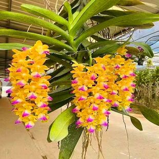 特价洋兰万代兰指甲兰花苗洋兰盆栽附生兰花苗造景绿植网红花卉苗