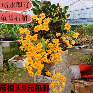 大龟背石斛带花苞黄金石斛盆栽石斛兰花卉室内绿植洋兰吊兰花 包邮