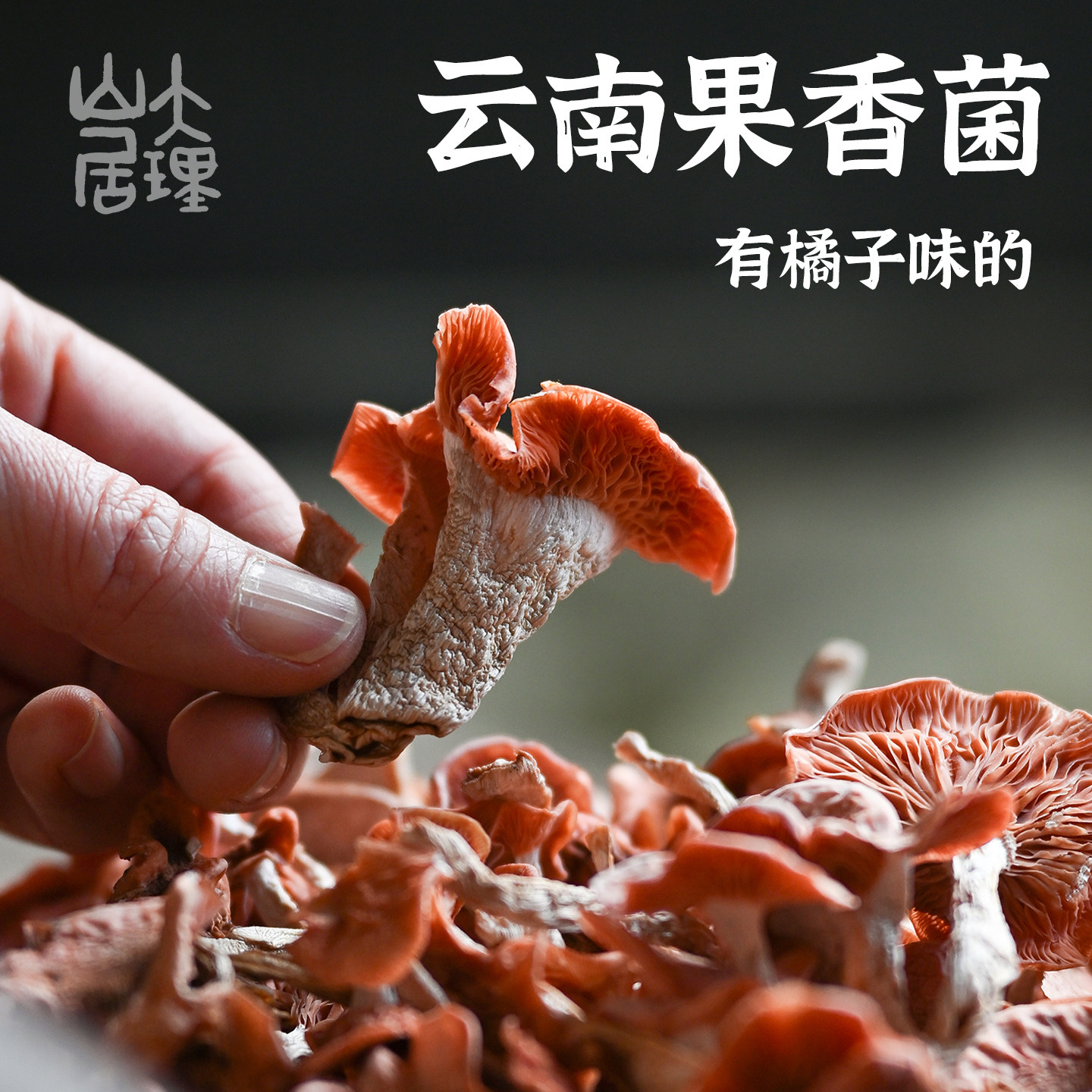 大理山居果香菌云南果味菇果菌干菌干货无硫果味菌脆嫩味浓蘑菇