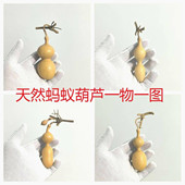 天然蚂蚁肚文玩小葫芦异形手捻一图一物精品把玩随身携带手把实图