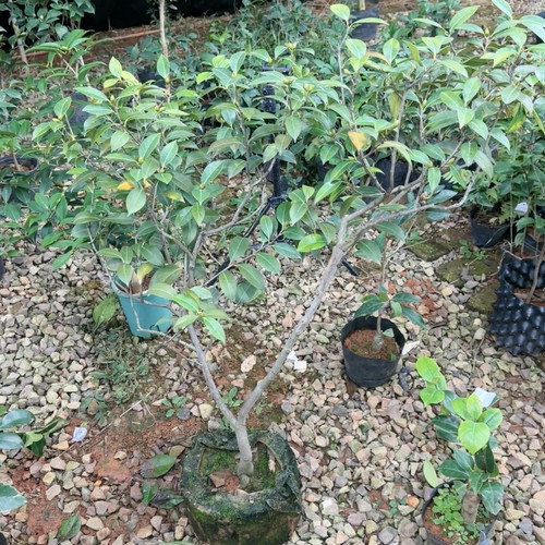 盆景 迷茫的春天 原生苗 10年苗 2.5公分