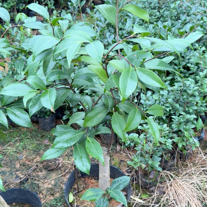 嫁接羽蝶 2刀