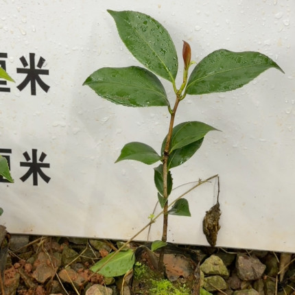 复色六角火焰茶花