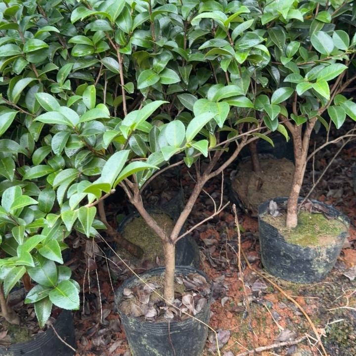 朝仓 茶梅 2公分  原生