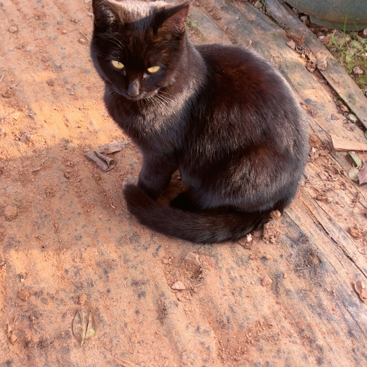 黑猫,鲜花速递/花卉仿真/绿植园艺,绿植,淘宝优惠券,粉丝福利购,淘宝优惠卷