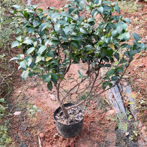 丛林 朝仓 茶梅 带香味6年苗 花苞多